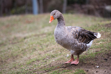 Oie jars grise anser anatidés animal dans le champ de la ferme au printemps en ardèche
