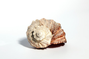 Seashell on a white background