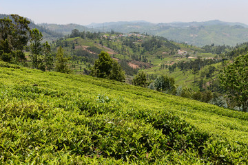 Fototapeta na wymiar A tea garden or plantation on the hillside in south India