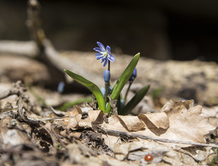 blue snowdrop in spring forest. Blue scilla flowers (Scilla siberica) or siberian squill