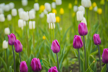Tulips Blooming in the Flowerbed