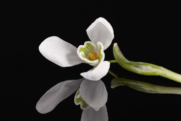 White spring flowers of snowdrop isolated on black background, mirror reflection