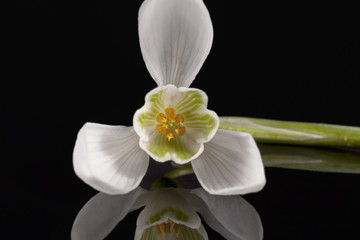 Naklejka na ściany i meble White spring flowers of snowdrop isolated on black background, mirror reflection