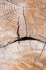 Fototapeta premium Fragment of the wall of the old wooden house - felled logs with annual rings