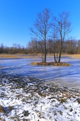 Panoramic view of flooded and frozen grassy forest meadows in early spring season in central Poland mazovian plateaus near Warsaw