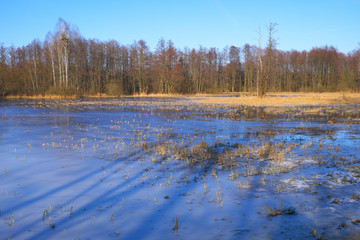 Panoramic view of flooded and frozen grassy forest meadows in early spring season in central Poland mazovian plateaus near Warsaw