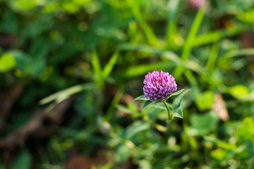 Pink meadow clover in the grass, soft focus