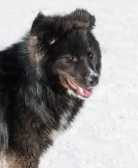 black dog on white background