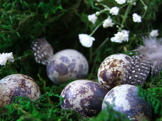 Easter eggs, quail eggs on green moss