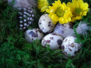 Easter eggs, quail eggs on green moss
