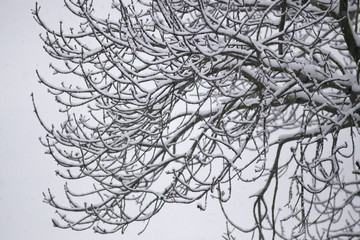 Paysage en hiver à la montagne, campagne, avec la neige blanche qui recouvre la nature et des arbres sans feuilles sauf les sapins. Soleil entre les nuages au-dessus des vallées enneigées des Alpes