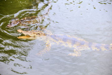 Two Crocodiles swim in Transparent Water