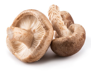Shiitake mushrooms on the white background.