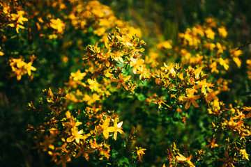 Background of yellow flowers on green