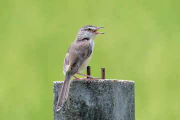 plain prinia  is a small warbler