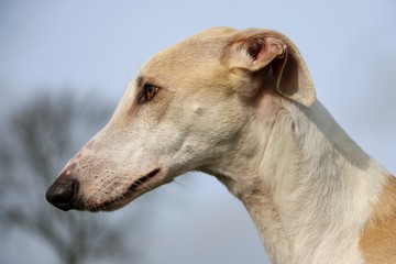 beautiful galgo portrait in the garden