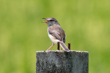 plain prinia  is a small warbler