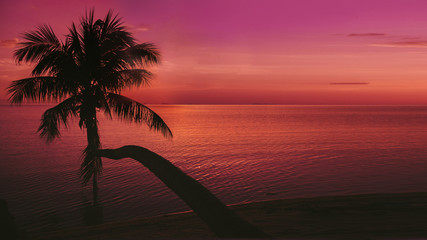 Sunset background on the ocean. Silhouette of a palm tree. Panorama