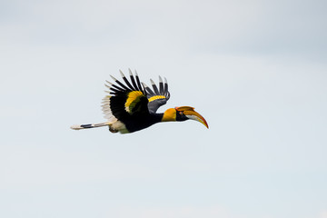 Flying great hornbill at Khao Yai national park, THAILAND © joesayhello