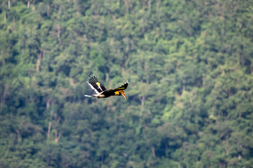 Fototapeta na wymiar Flying great hornbill at Khao Yai national park, THAILAND