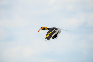 Flying great hornbill at Khao Yai national park, THAILAND