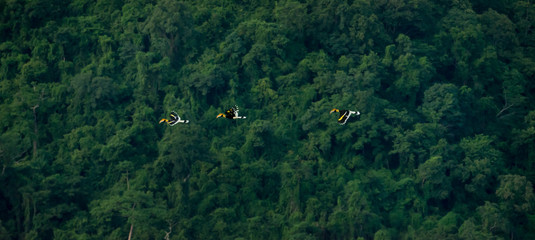 Flying great hornbill at Khao Yai national park, THAILAND © joesayhello
