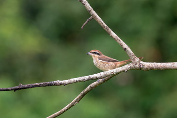 Brown shrike