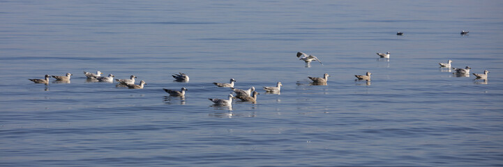 Möwen, (Laridae), Ostseeküste,  Lübecker Bucht, Schleswig-Holstein, Deutschland, Europa