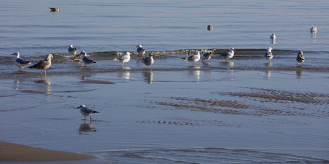 Möwen, (Laridae), Ostseeküste,  Lübecker Bucht, Schleswig-Holstein, Deutschland, Europa