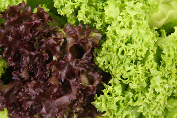 Fresh salad leaves background