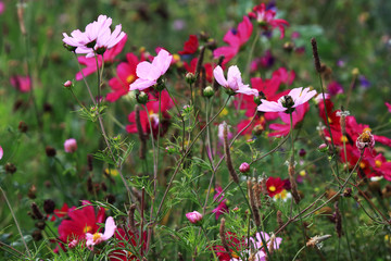 Obraz na płótnie Canvas Cosmea of Cosmos pink flowers sown as a nectar for insects