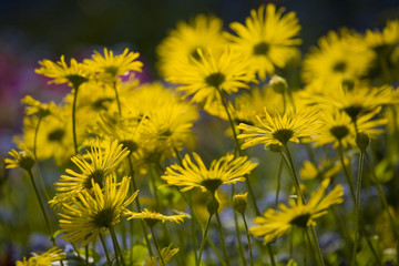 spring blooming yellow flowers in the garden in the rays of the evening warm sun,