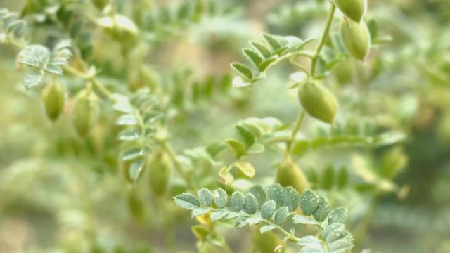 Growing green chickpeas in the husks.
Close-up. Focus in. A growing chickpea is swaying in the wind.