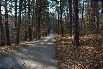 Path to the spring forest. Prague's national park. Landscape.