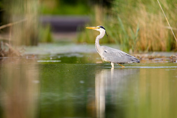 Ein Graureiher (Ardea cinerea) watet auf Nahrungsuche durch einen Teich in Frankfurt, Deutschland, Europa.