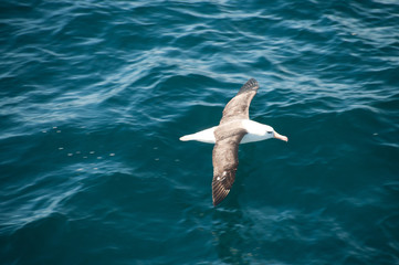 Black-Browed Albatross Flying Low