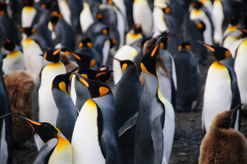 King Penguins on Gold Harbour