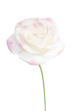 single pink rose isolated on white background(eustoma flower)