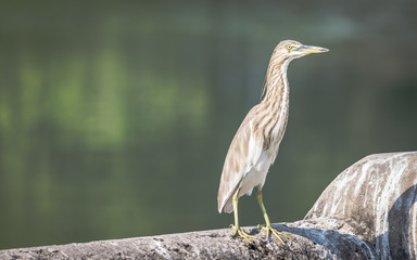 A Pond Heron (Ardeola) basking in the sun beside a lake