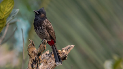 A Red Vented Bulbul (Pycnonotus cafer) sitting on a branch of a tree