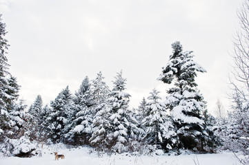 Pine trees covered by snow and lonely dog. Beautiful winter landscapes. Frost nature.