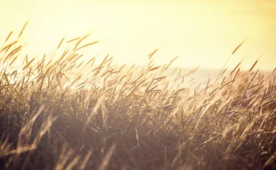 Gardinen Ripening spikelets of golden wheat field on the sunset. sun rays on horizon. landscape of sunrise in rural. Close up. rich harvest. © olezzo