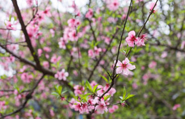 Naklejka premium Peach tree