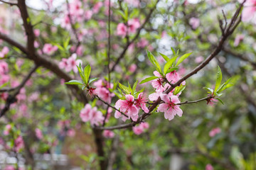 Peach tree
