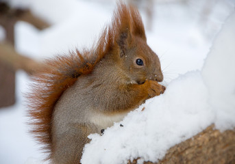 Squirrel in winter forest