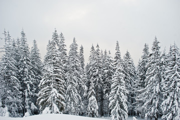 Pine trees covered by snow on mountain Chomiak. Beautiful winter landscapes of Carpathian mountains, Ukraine. Frost nature.