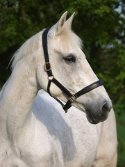 Grey Horse Head Shot