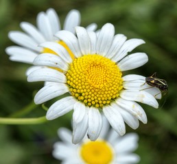 Fleurs à Bény, Ain, France © Jorge Alves