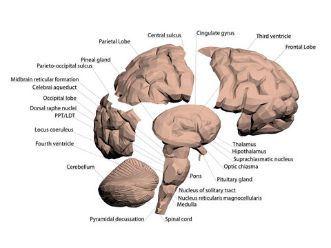 Structure of the human brain