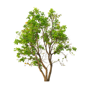 single green tree isolated on white background